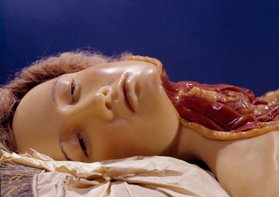 Modello di un uomo con la gola tagliata (cera) da Clemente Susini